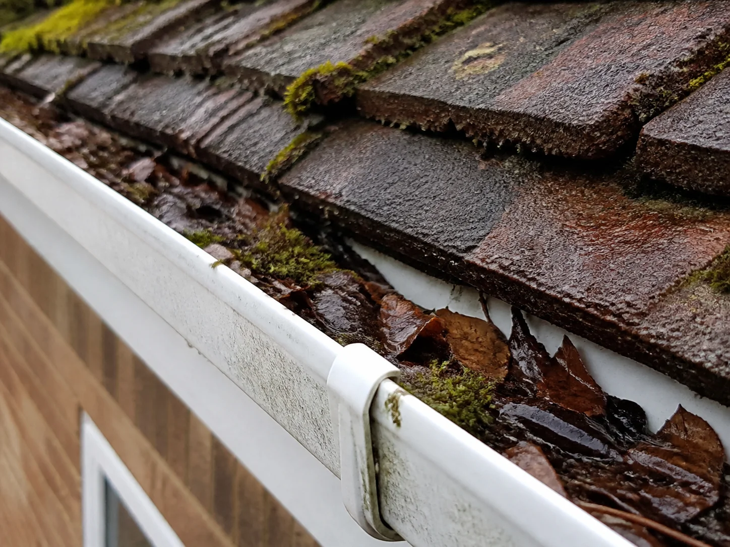 Wet leaves and moss blocking a residential gutter